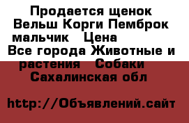 Продается щенок Вельш Корги Пемброк мальчик › Цена ­ 65 000 - Все города Животные и растения » Собаки   . Сахалинская обл.
